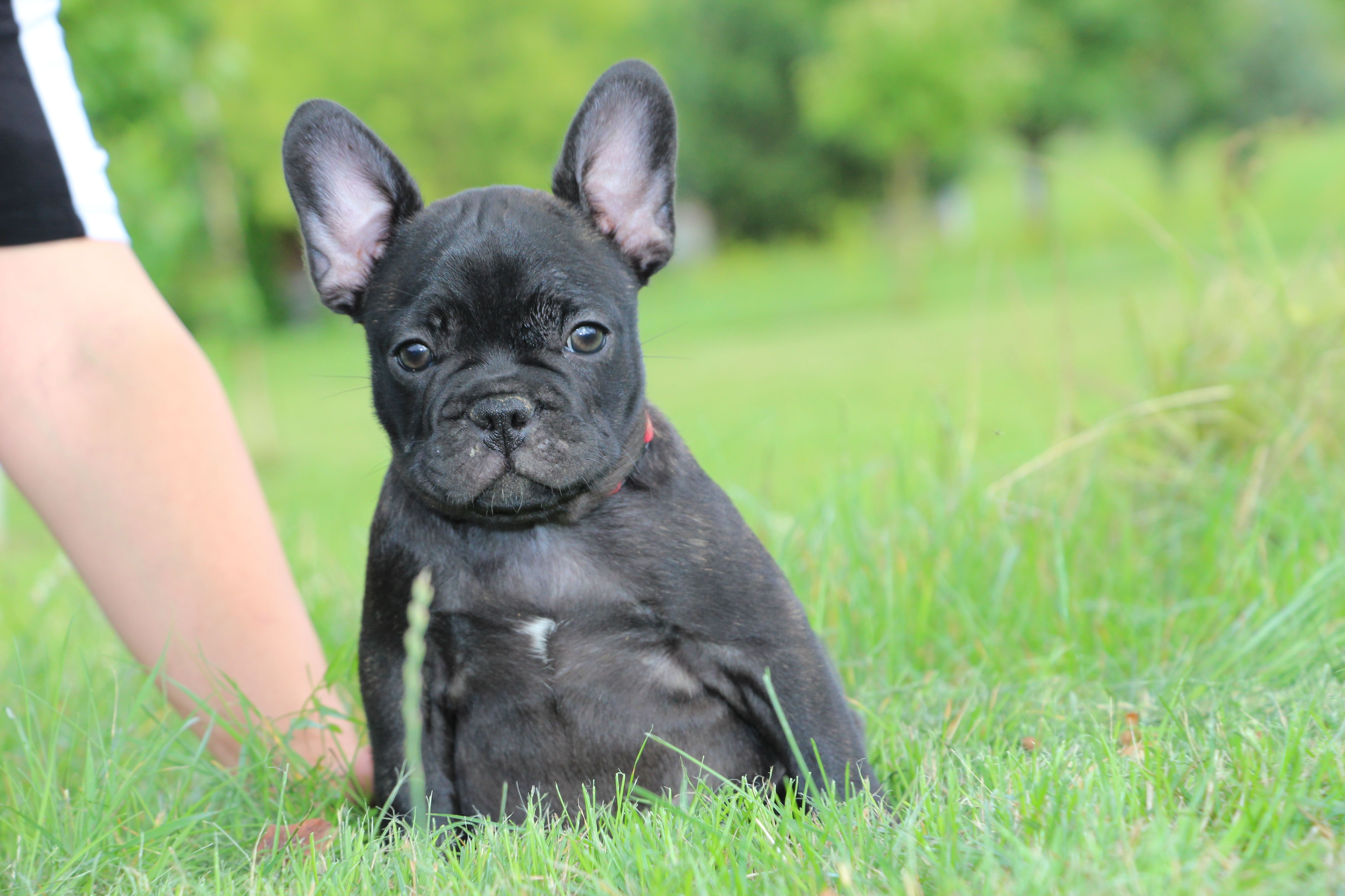 <svg class='red'></svg> <b>Mini Minnie</b> <svg class='red'></svg>